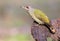 Close up portrait of grey woodpecker. Male.