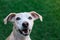 Close-up portrait of Greyhound and Breton Spaniel crossbreed dog looking at camera