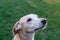 Close-up portrait of greyhound and Breton spaniel crossbreed dog in profile