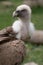 Close up portrait of a griffon vulture