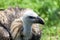 Close up portrait Griffon vulture Gyps fulvus