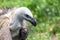 Close up portrait Griffon vulture Gyps fulvus