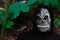Close-up portrait of grim reaper. Man in death mask with fire flame in eyes on dark nature green forest leaves