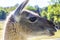 Close-up portrait of Guanaco Lama guanicoe