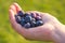 Close up portrait of handful of fresh blueberries