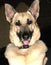 Close-up portrait of handsome German Shepherd with tongue out in a black collar