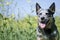 Close-up portrait of happy Australian Cattle Dog