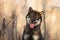 Close-up portrait of happy and beautiful japanese dog breed shikoku sitting in the forest in autumn