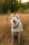 Close-up Portrait of happy beige and white siberian husky dog with brown eyes sitting in the grass at sunset