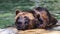 Close-up portrait of a happy grizzly bear cooling off in a stream on a hot summer day