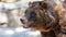 Close-up portrait of a happy grizzly bear looking around