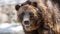 Close-up portrait of a happy grizzly bear making eye contact