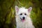 Close-up portrait of happy powderpuff chinese crested dog in autumn forest