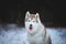 Close-up Portrait of happy, prideful and free Siberian Husky dog sitting on the snow path in thedark forest in winter