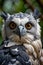 Close-Up Portrait of Harper Eagle: Intense Gaze and Majestic Plumage