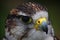 A close up portrait of a harris hawk