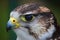 A close up portrait of a harris hawk