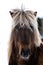 Close up portrait of the head of a beautiful Icelandic Horse