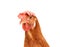 close up portrait head of brown female eggs hen beautiful plumage,feather isolated white background use for livestock and farm