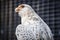 close up portrait, head, gyrfalcon falco rusticolus