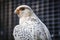 close up portrait, head, gyrfalcon falco rusticolus