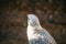 close up portrait, head, gyrfalcon falco rusticolus