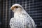 close up portrait, head, gyrfalcon falco rusticolus