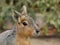 Close up portrait of the head of Patagonian Mara. This animal is a relatively large rodent in the mara genus.