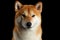 Close-up Portrait of head Shiba inu Dog, Black Background