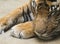Close up portrait head of Tiger sleeping with head on his paws. Malayan tiger, PANTHERA TIGRIS JACKSONI lying on the