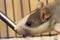 Close-up portrait head of white gray tame hairy curious mouse hamster with shiny eyes on light blurred background. Keeping pets at