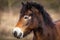 Close up portrait of head of wild horses, exmoor pony grazing in Podyji