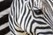 Close up portrait of the head a zebra