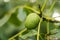 A close up portrait of a healthy but still unripe walnut still in its green peel or shell hanging on a walnut tree. The growing