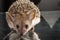 Close-Up Portrait Of Hedgehog