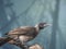 Close up portrait of helmeted friarbird, Philemon buceroides, sitting on tree branch on blue bokeh background. Very