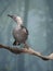 Close up portrait of helmeted friarbird, Philemon buceroides, sitting on tree branch on blue bokeh background. Very strange long