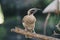 Close up portrait of helmeted friarbird, Philemon buceroides, sitting on tree branch. Very strange long head, ugly bird.