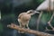 Close up portrait of helmeted friarbird, Philemon buceroides, sitting on tree branch. Very strange long head, ugly bird.
