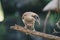 Close up portrait of helmeted friarbird, Philemon buceroides, sitting on tree branch. Very strange long head, ugly bird.