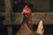 Close up portrait of hen hampshire in free breeding free range. Brown hen posing to camera in breeding house . Illuminated and