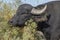 Close-up portrait of herd of Water buffalo Bubalis murrensis eating a green bush. Ermakov island, Danube Biosphere Reserve in