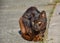 close up of a portrait of homeless dark brown cat very quiet on the sidewalk in a sunny day. The abandoned cat has got middle-