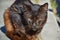 close up of a portrait of homeless dark brown cat very quiet on the sidewalk in a sunny day. The abandoned cat has got middle-