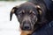 Close-up portrait of homeless little black dog puppy with brown sad eyes waiting for adoption in animal shelter. Small dog looking