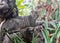 Close up portrait of homeless or wild gray cat lying on driftwood in outdoor mediterranean restaurant and looking into the camera