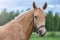 Close up portrait of a horse with green trees and blue sky at the background