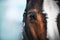 A close up portrait of a horse with a white spot on the forehead, brown eyes and long eyelashes, with a bridle on its muzzle