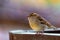 Close up portrait of house sparrow male or Passer domesticus. Passeridae perching on the branch on isolated background