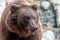 Close-up portrait of huge furry brown bear